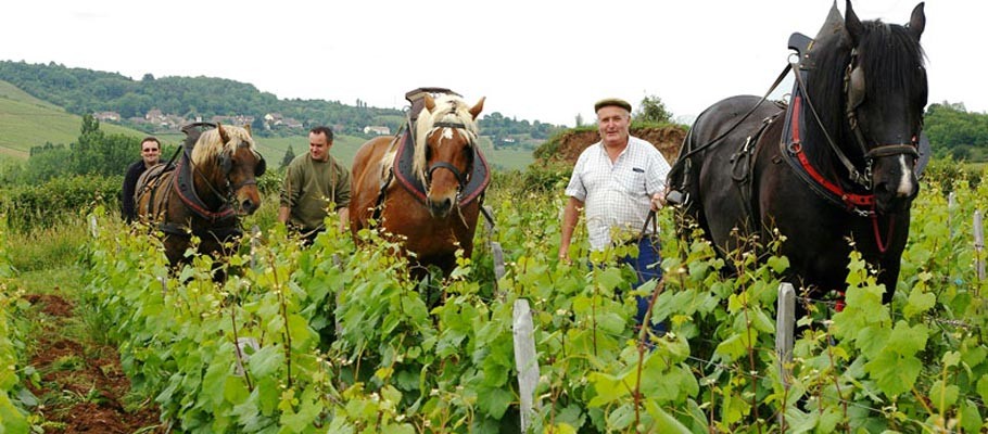 Domaine Pigneret & Fils