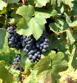 Hautes-Côtes de Beaune