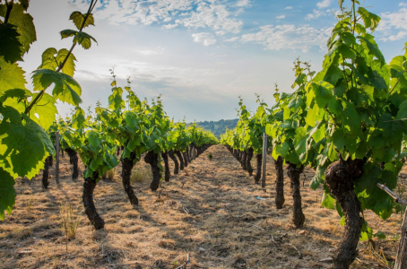 photo de vigne