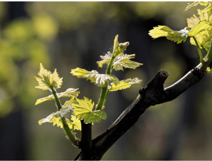 Biologique ou biodynamique ? Comment s'y retrouver. Vin biologique|vin-malin.fr