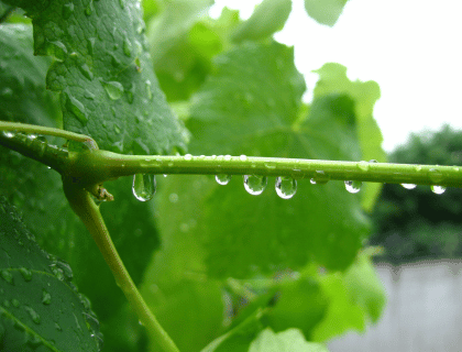 Les vins primeurs Bordeaux 2020, un millésime que l'on ne risque pas d'oublier ! Vin de Bordeaux |vin-malin.fr
