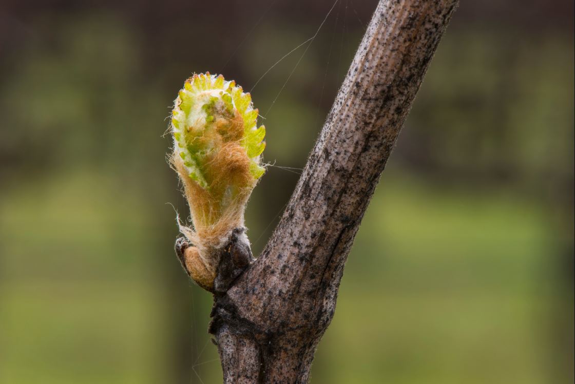 Cycle de vie de la vigne - Débourrement feuilles de vigne | Vin Malin