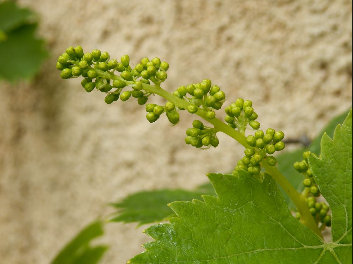Cycle de vie de la vigne Fin du printemps Feuillaison | Vin Malin