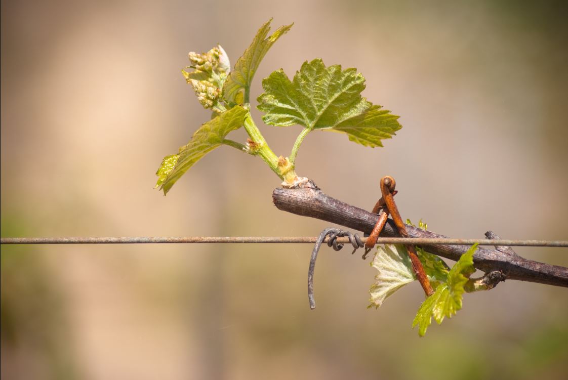 Cycle de vie de la vigne - Printemps : feuillaison | Vin Malin