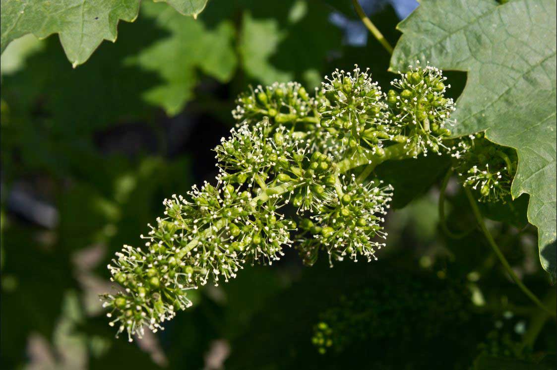 Cycle de vie de la vigne : floraison | Vin Malin