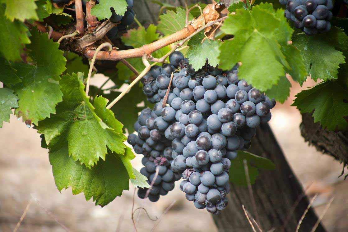 Cycle de vie de la vigne : pret pour les vendanges | Vin Malin