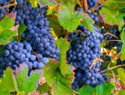 Le pinot Noir : un cépage de vin emblématique parmi tous. Où est cultivé le Pinot Noir | vin-malin.fr