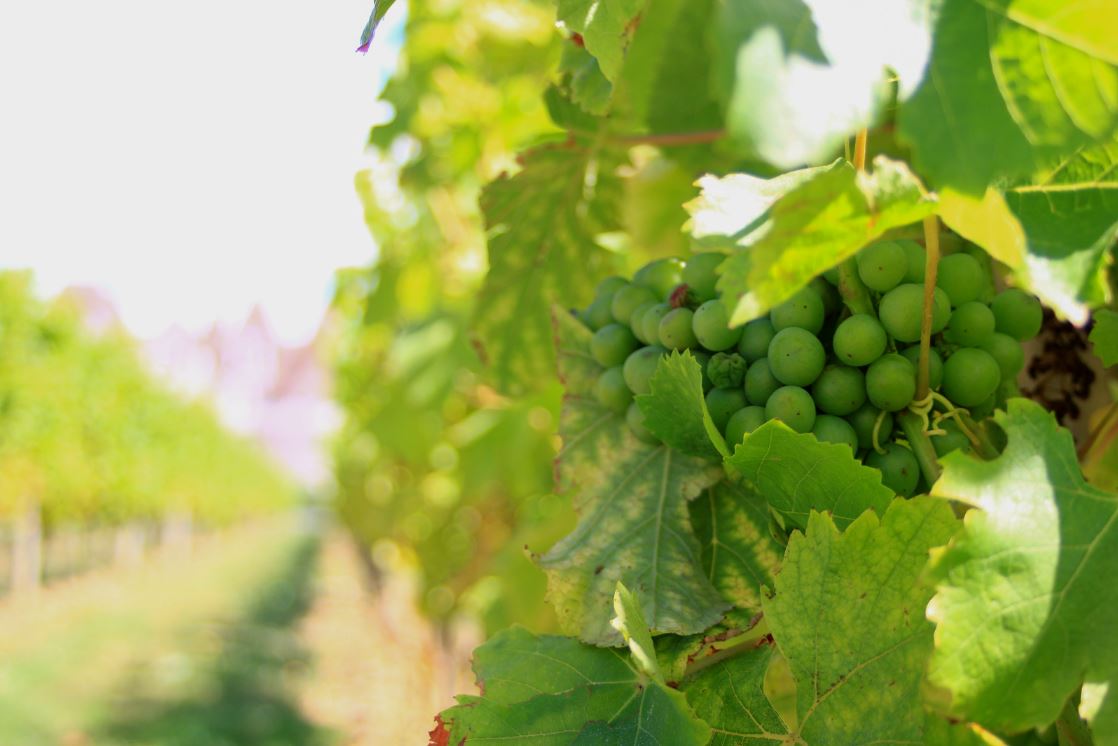 Cycle de vie de la vigne : Veraison`| Vin Malin