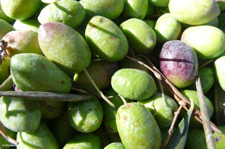 Comment reconnaître une huile d’olive de qualité ?