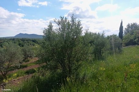 Huile d'olive Patrick Timsit