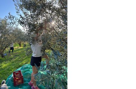 Huile d'olive patrick Timsit