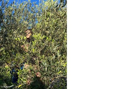 Huile d'olive Patrick Timsit