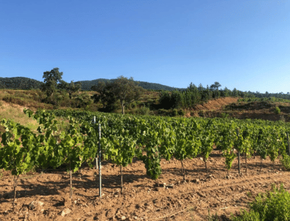Paysage de vignes en provence Vin Malin