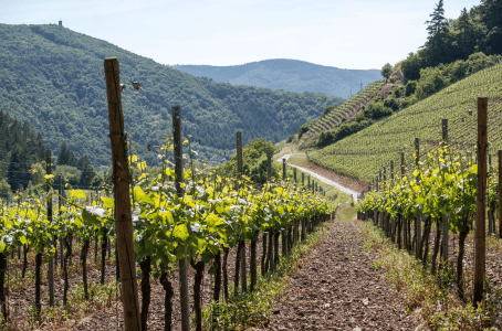 Les types de sol de la vignes|vin-malin.fr