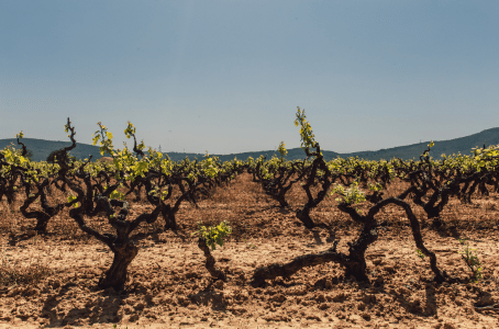 Les types de sol de la vignes|vin-malin.fr