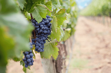 Vins primeurs Bordeaux 2022, tout ce qu'il faut savoir sur le millésime ! Achat vin primeurs|vin-malin.fr