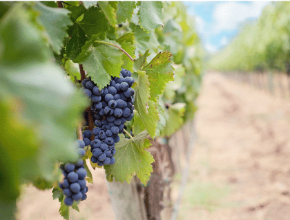 Le cépage : une notion centrale dans l'univers du vin. Cépage et vin|vin-malin.fr