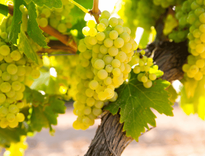 Le cépage : une notion centrale dans l'univers du vin. Cépage et vin|vin-malin.fr