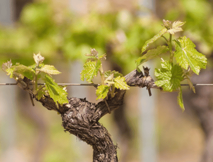 Le cépage : une notion centrale dans l'univers du vin. Cépage et vin|vin-malin.fr