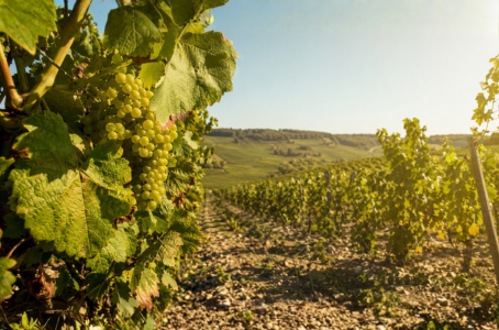 Canicule et vin : quels effets sur la vigne, les vendanges et le millésime 2026 ?