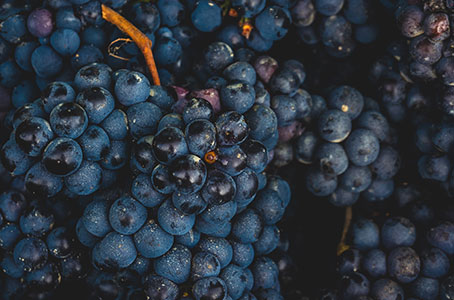 Le Pinot Noir : un cépage de vin emblématique parmi tous 