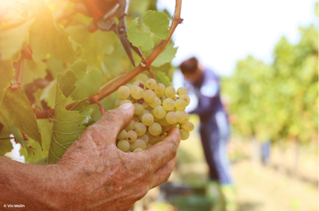 Les Vendanges 2025 : État des lieux en Bourgogne et en France