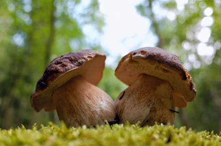 Recettes gourmandes aux cèpes et les meilleurs accords mets-vins de saison